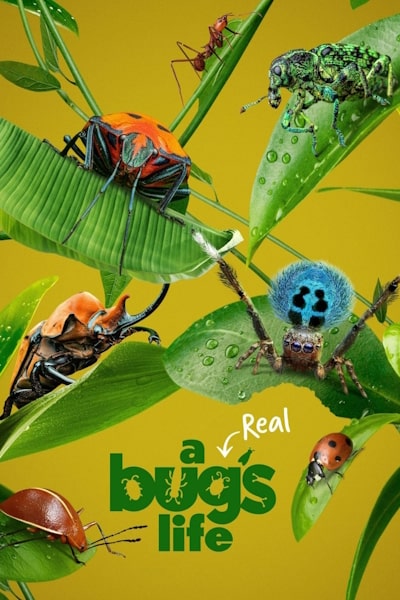 A Real Bugs Life - Season 2